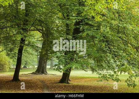 Herbstmorgen in South Park (Park Poludniowy), Wroclaw/Breslau, Polen. Stockfoto