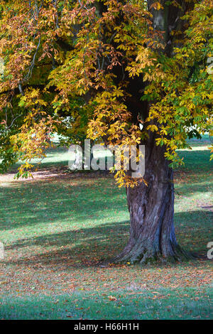 Aesculus Hippocastanum. Rosskastanie Baum im Herbst. Oxfordshire, England Stockfoto