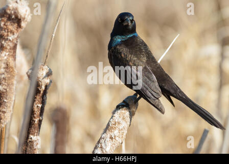 Eine gemeinsame Grackle, Quiscalus Quiscula, thront auf einem Rohrkolben Seedhead der Lois Loch Provincial Park, Alberta, Kanada Stockfoto