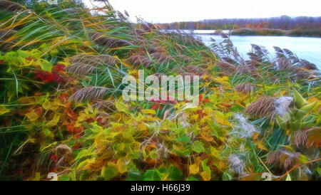 Wildpflanzen am Ufer Sees im Herbst Stockfoto