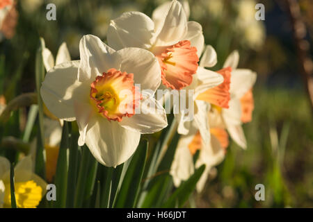 Große schalenförmige Narzissen wachsen in einem Frühling Garten in St. Albert, Alberta, Kanada Stockfoto