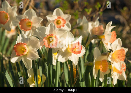 Große schalenförmige Narzissen wachsen in einem Frühling Garten in St. Albert, Alberta, Kanada Stockfoto