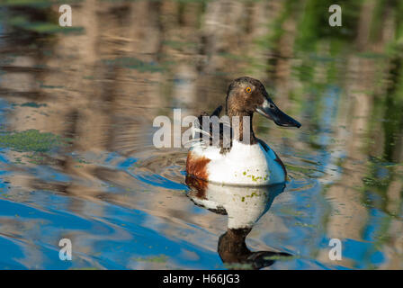 Einen einzigen männlichen nördlichen Löffelente Anas Clypeata, Baden im Marschland Teich der Lois Loch Provincial Park, Alberta, Kanada Stockfoto