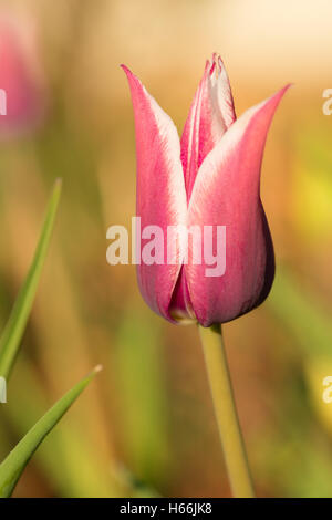 Tulipa Fosteriana Claudia, eine Lilie-blühende Tulpe wachsen in einem Frühling Garten in St. Albert, Alberta, Kanada Stockfoto