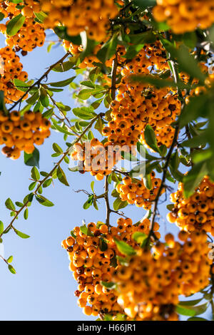 Gelbe Rowan. Reiche Ernte von gelb und orange Mountain Ash auf die Äste gegen den blauen Himmel Stockfoto