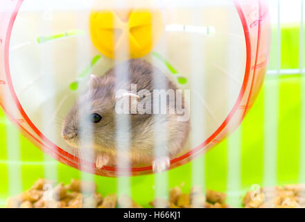 Niedliche Hamster in einem Käfig sitzen und schauen durch die Gitter-Zellen Stockfoto