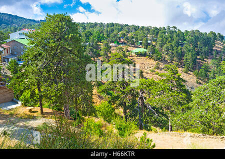 Die alten Nadelwäldern bedeckt die Gipfel des Troodos-Gebirges, Zypern. Stockfoto