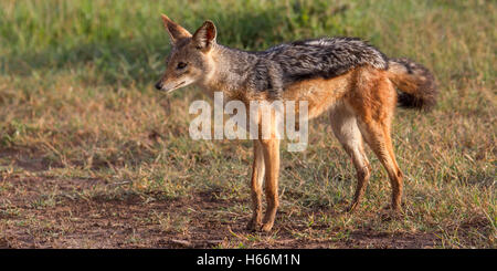 Black-backed Schakal Canis Mesomelas stehen in den frühen Morgenstunden Licht, Laikipia Kenia Afrika Stockfoto