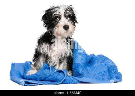 Niedlichen nassen Havaneser Welpen nach Bad auf einem blauen Handtuch sitzt Stockfoto