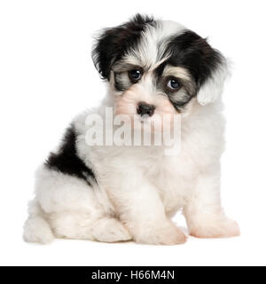 Niedliche sitzen weiß gefleckte Havaneser Welpe Hund Stockfoto