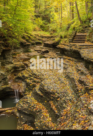 Eine Beschichtung der Blätter in Buttermilch Schlucht im Buttermilk Falls State Park, Ithaca, New York Stockfoto