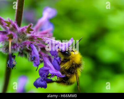 Biene in einer Lavendel Blume Stockfoto