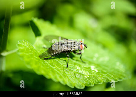 Stubenfliege sitzen auf einem grünen Blatt in Irland Stockfoto