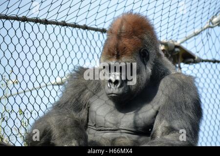 Westlicher Flachlandgorilla Stockfoto