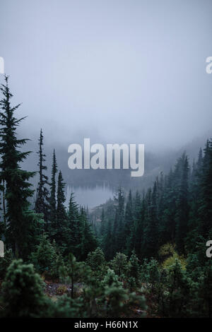 Foggy days at Mt Rainier national park. Stockfoto