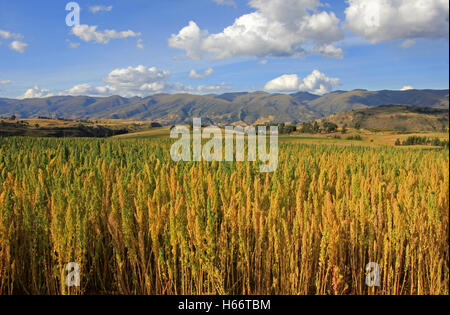 Rote und gelbe Quinua quinua Feld im Andenhochland von Peru Stockfoto