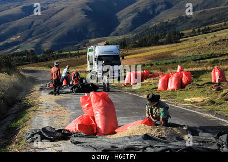 Rote Quinoa quinua Ernte auf der Straße im Andenhochland von Peru Stockfoto