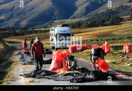 Rote Quinoa quinua Ernte auf der Straße im Andenhochland von Peru Stockfoto