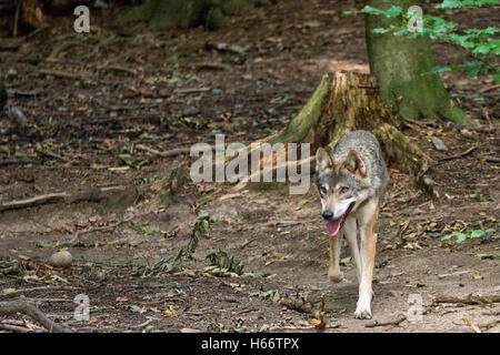 Ein Wolf läuft auf einem Pfad in den Wald Stockfoto