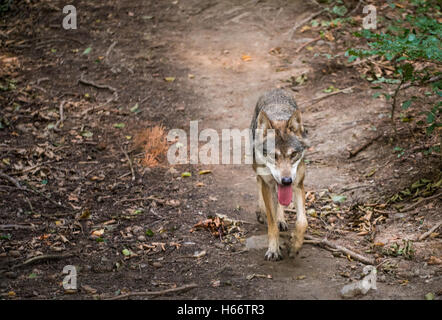Ein Wolf läuft auf einem Pfad in den Wald Stockfoto