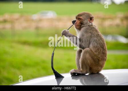 Horizontale Nahaufnahme von einer Rhesus-Makaken-Affen auf dem Dach eines Autos sitzt. Stockfoto