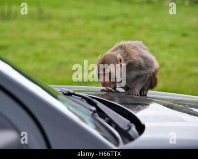 Horizontale hautnah ein Rhesus Makaken Affen Trinkwasser aus einer Windschutzscheibe Jet. Stockfoto