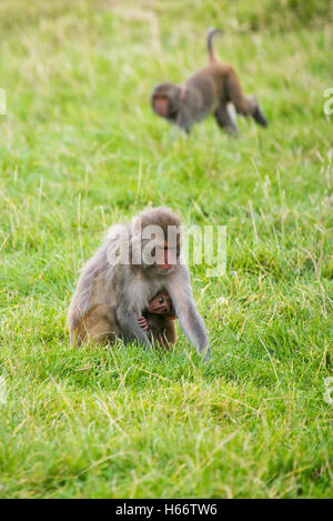 Vertikale Nahaufnahme von einer weiblichen Rhesus-Makaken-Affen mit einem Baby. Stockfoto