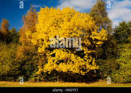 Herbstliche Bäume gegen blauen Himmel Stockfoto