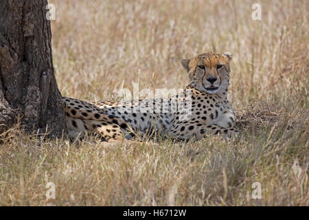 Einsame Gepard ruhen im Schatten unter Baum Masai Mara Kenia Stockfoto