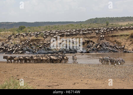 Herden von Gnus durchqueren Mara Fluss Masai Mara Kenia Stockfoto