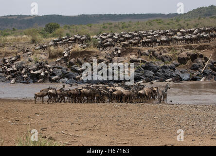 Herden von Gnus durchqueren Mara Fluss Masai Mara Kenia Stockfoto