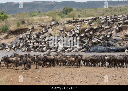 Herden von Gnus durchqueren Mara Fluss Masai Mara Kenia Stockfoto