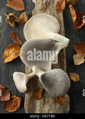 Frisch gepflückt raw grauen Austernseitling Pleurotus Ostreatus, ungekocht Stockfoto