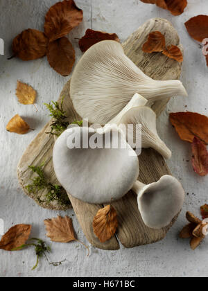 Frisch gepflückt raw grauen Austernseitling Pleurotus Ostreatus, ungekocht Stockfoto