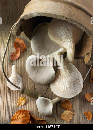 Frisch gepflückt raw grauen Austernseitling Pleurotus Ostreatus, ungekocht Stockfoto