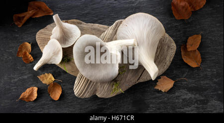 Frisch gepflückt raw grauen Austernseitling Pleurotus Ostreatus, ungekocht Stockfoto