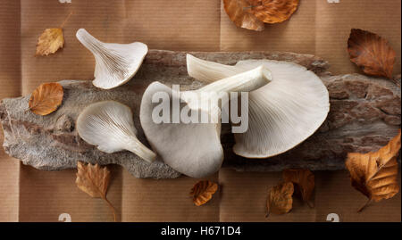 Frisch gepflückt raw grauen Austernseitling Pleurotus Ostreatus, ungekocht Stockfoto