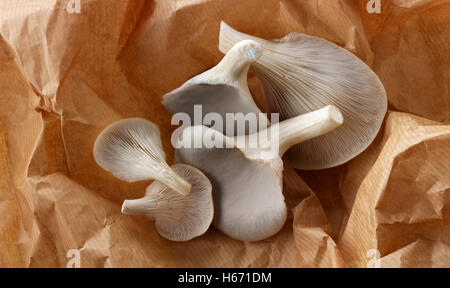 Frisch gepflückt raw grauen Austernseitling Pleurotus Ostreatus, ungekocht Stockfoto