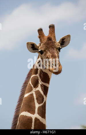 Kopf und Hals Recticulated oder somalische Giraffe Giraffa Plancius Reticulata Meru Nationalpark Kenia Stockfoto