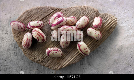 Frische Borlotti Bohnen auch bekannt als die Cranberry Bohne oder römische Bohne Stockfoto