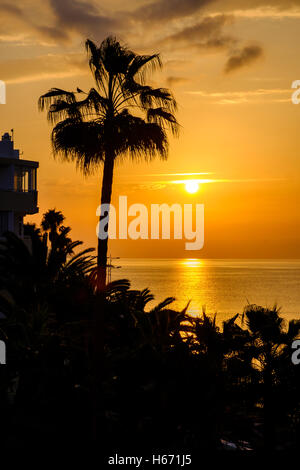 eine herrlich bunte Sonnenaufgang mit einer kühnen schöne Palme Silhouette gegen eine goldene frühen Morgenhimmel Stockfoto