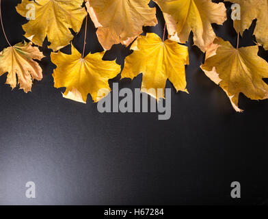 Herbst Hintergrund mit realistischen Ahorn Blätter auf schwarzem Hintergrund Stockfoto