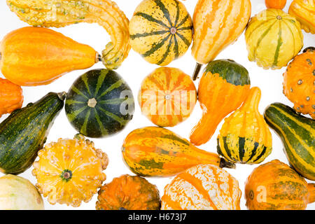 Farbigen Hintergrund ornamentalen Herbst Kürbisse, Kürbis und Kürbis mit verschiedenen Formen, Texturen und bunten Farben neatl Stockfoto