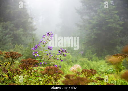 Bergblumen im nebligen Wald in der Nähe von Camlihemsin, Rize, Türkei Stockfoto