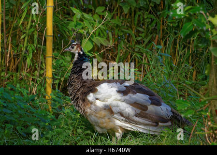 Der schwarze gekrönte Kran (Balearica Pavonina) ist ein Vogel in der Kran-Familie seltene. Stockfoto