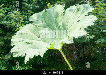 Riesiges Blatt der Gunnera, eine Pflanze ursprünglich aus südöstlichen Brasilien. Stockfoto