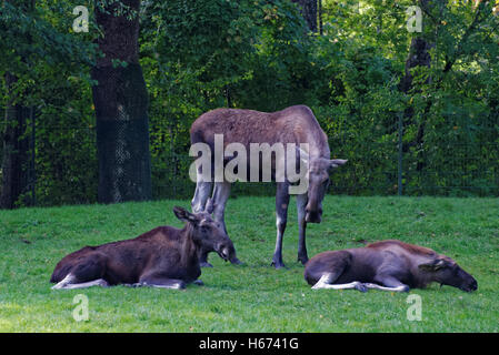 Elch (Nordamerika) oder Elchen (Eurasien), Alces Alces, ist die größte erhaltene Art in der Familie der Hirsche. Stockfoto