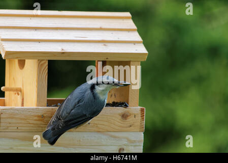 Urasian Kleiber oder Holz Kleiber (Sitta Europaea) ist ein kleiner Singvogel Vogel gefunden in gemäßigten Asien und in Europa. Stockfoto