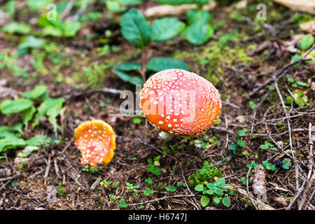 Roten Amanita Muscaria Pilz mit weißen Flecken in den Highland Camlihemsin Plateau Wäldern. Amanita Muscaria ist ein Pilz. Stockfoto