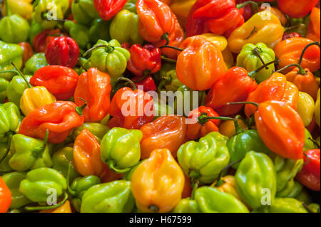 Frische Paprika in der Central-Markthalle in Budapest, Ungarn Stockfoto